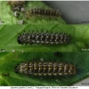 arg paphia larva2 volg